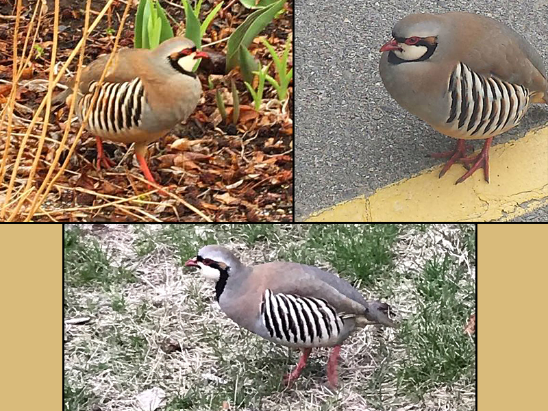 The Camden chukar, spotted around town this week. (Clockwise from left, photos courtesy Hartstone Inn, Camden Police Officer Brook Hartshorn and David Edwards)