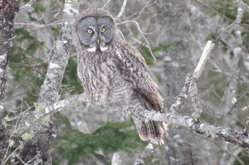 A couple of weeks ago an unusual visitor made an appearance on Moody Mountain Road in Searsmont – a great gray owl. Apparently, bird watchers came from near and far to see this rare bird, or at any rate, rare here.
Photo by Hilda Livingstone Great Gray Owl
