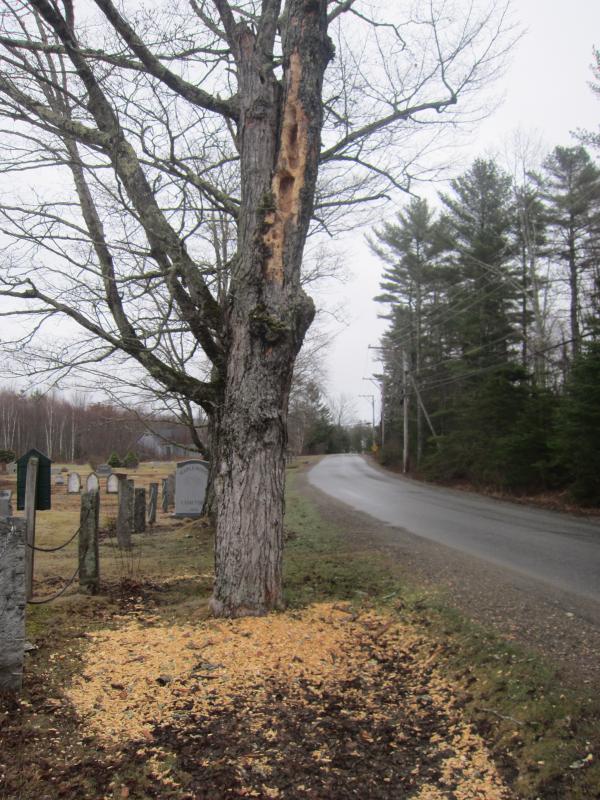 This maple tree on Ducktrap Road along Maplewood Cemetery is being systematically dismantled by a pileated woodpecker. Notice the rectangular holes and big pile of wood chips at the base. The tree must be dead, or nearly so. We tapped these trees for many years, and sometimes the snow was so deep that when we took out the taps in the spring they were nearly over our heads. I remember coming over with my dad to collect sap.
Photo by Diane O’Brien
