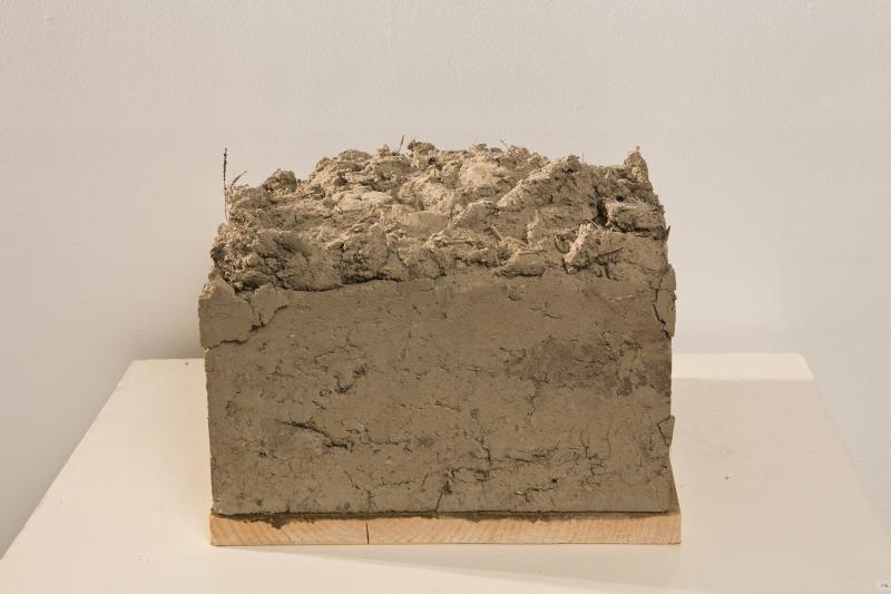 The block of soil Lyon assembled from multiple farms, which sprouted seedlings during the exhibit. (Photo by Heather Lyon)