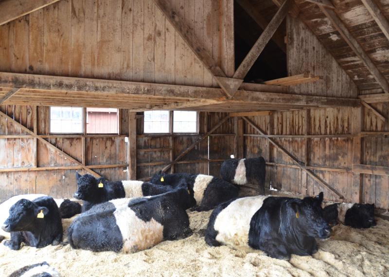 Belties and babies (Photo by Lynda Clancy)