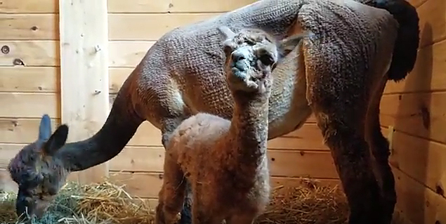 Isadora’s cria, born 25 days earlier than expected, takes his first shaky steps. You can watch video of his birth and first steps on the Northern Solstice Alpaca Farm YouTube page.