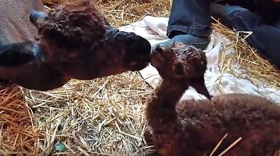 Isadora and her new cria, born early in the morning on May 26.