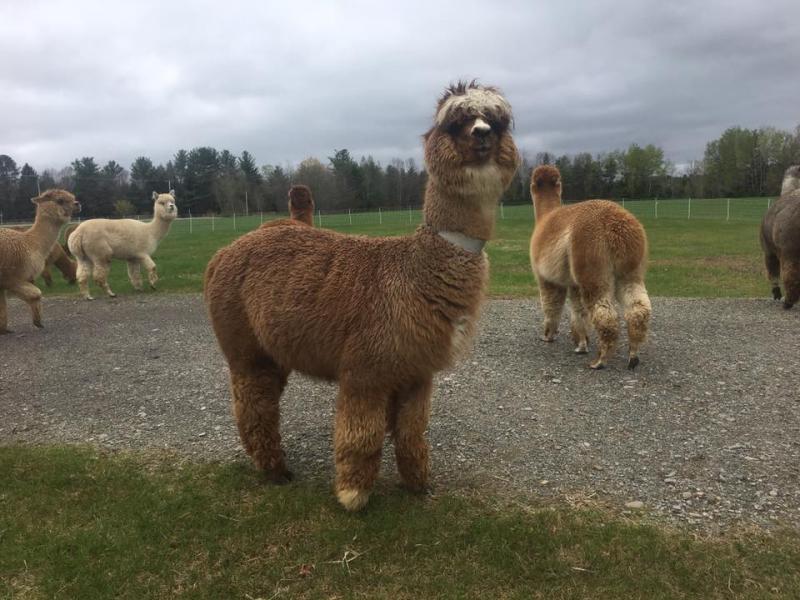 Riata, before giving birth to Watson days after this photo was taken.