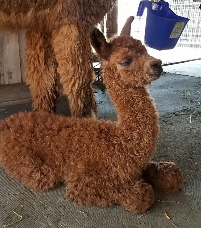 Sleepy new-born Watson, trying hard to stay awake.