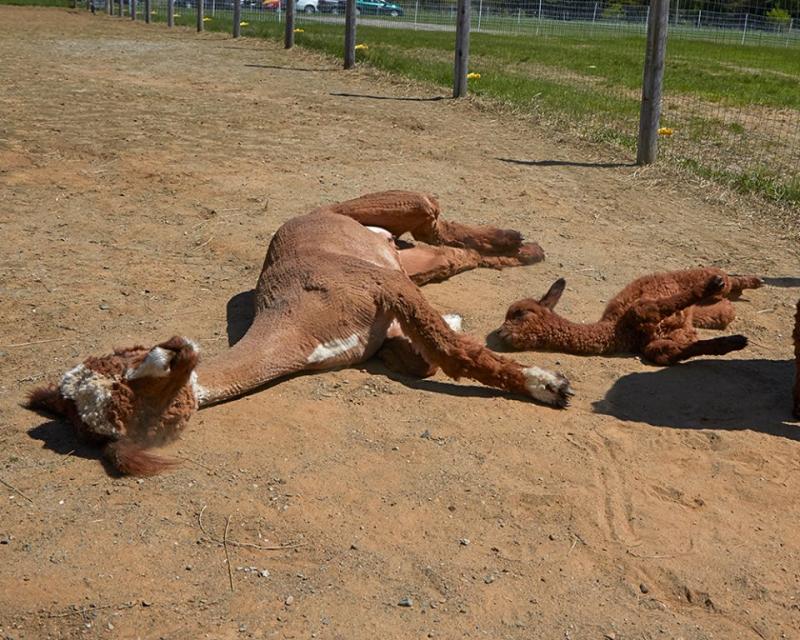 Riata and little Watson, her alpaca baby, called a cria, have a roll in the sunshine and dirt less than four days after he was born at Northern Solstice Alpaca Farm in Unity.