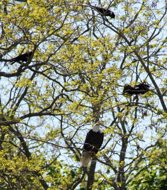 The bald eagle near Reny’s Plaza and 87 Elm Street being watched by three crows Thursday morning. (Photo by Holly S. Edwards)