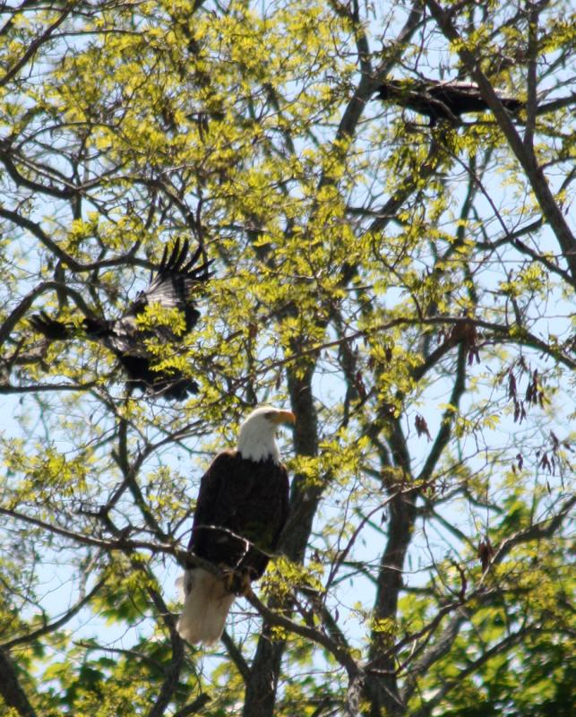 A crow takes a pass at the bald eagle, in a vain attempt to get it to move along. (Photo by Holly S. Edwards)