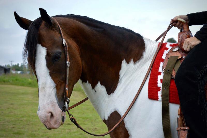 Tara Woods Sugar Cody shown by Chantel Flewelling. (Courtesy Chelsea Lord)
