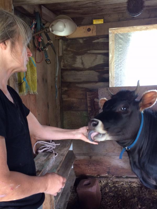 Laura Livingston says good morning to one of her cows on Matinicus Island.