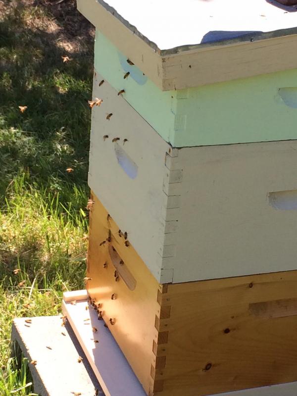 Busy bees!