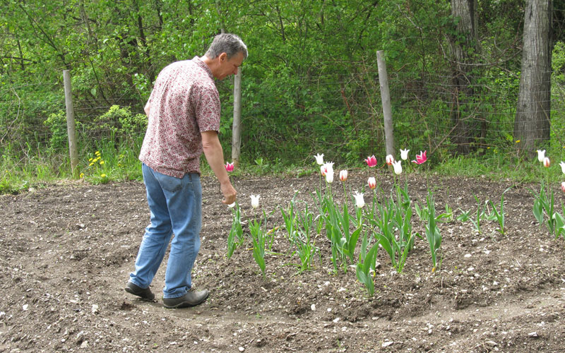 Chuck Hamm in the garden behind the school where the students planted tulips.