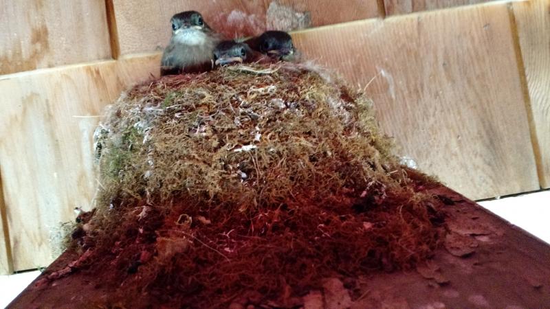 These phoebe fledglings were startled when a phone suddenly appeared outside their nest, high up under the eaves, recording their expression in an instant.
Photo by Norm Walters phoebes