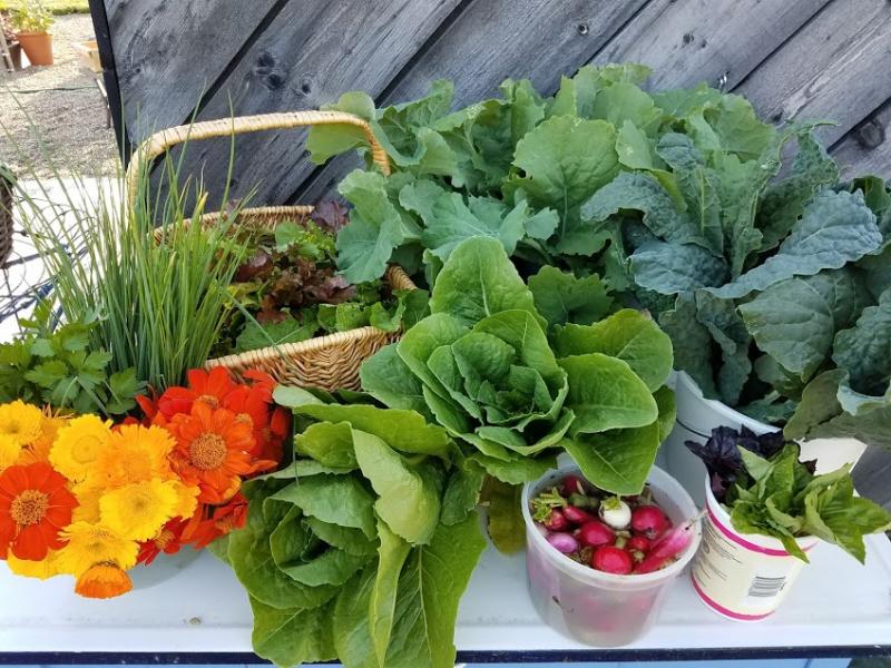 An example of a typical weekly CSA share from Michelle Bianchi’s Rockland garden. All of the funds raised through the CSA directly benefit the mission of the Michelle and Frederick Bianchi Education Foundation. (Photo courtesy of Michelle Bianchi)