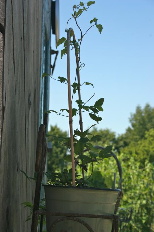 Michelle Bianchi’s garden is a feast for the eyes, in addition to providing fresh vegetables, with proceeds benefiting an important cause. (Photo by Jenna Lookner)