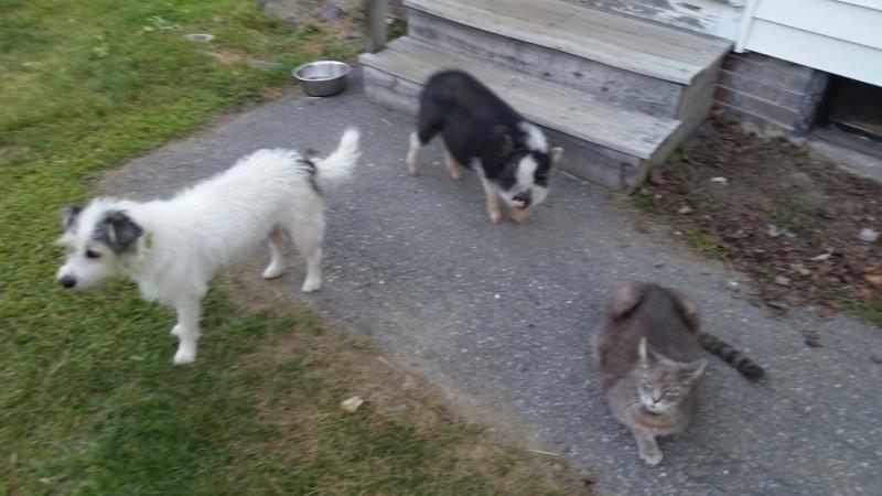 May was reunited with her companions, Bash and a Cat Dog. (Photo by Sarah Shepherd)