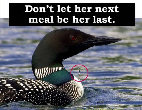 This loon has a lead sinker in its bill.
loon