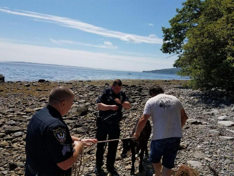 (photo courtesy of the Belfast Police Department)