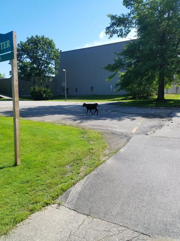 One of the loose cows in the parking lot of a local business. (photo courtesy of the Belfast Police Department)
