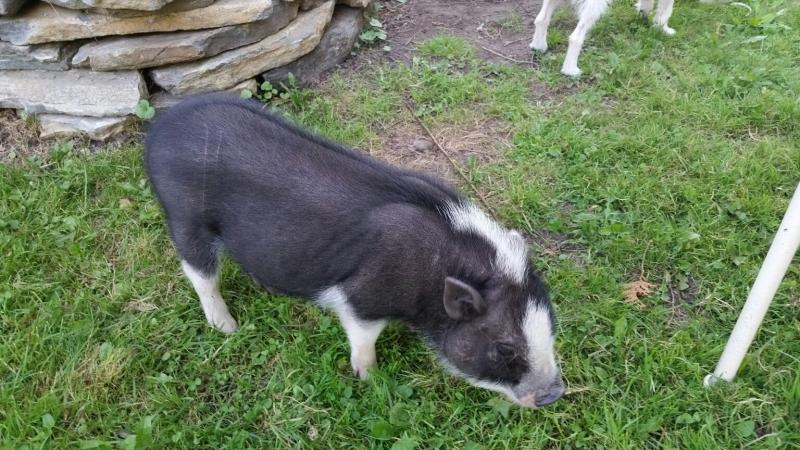 May munching away on the grass in her backyard. (Photo by Sarah Shepherd)