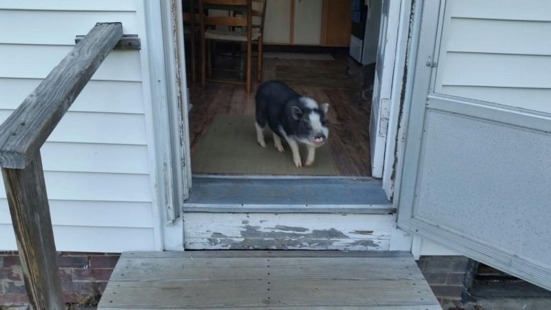 May is happy to be back home after she escaped from her backyard and explored a part of Mountain Street in Camden on July 26. (Photo by Sarah Shepherd)
