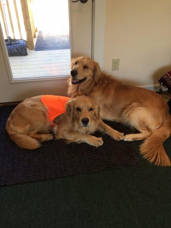 Max and Scout, his female companion.