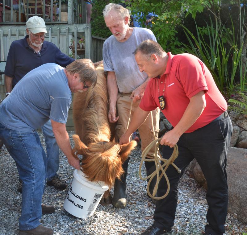 Bringing the cow down the hill to Beaucaire Ave. (Photo by Lynda Clancy)