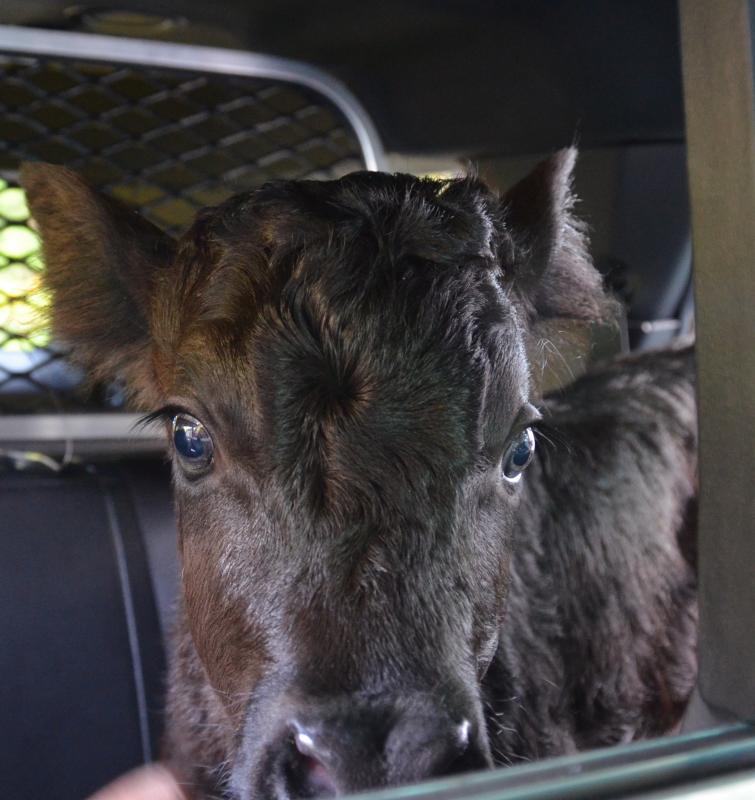 A heifer in the cruiser. (Photo by Lynda Clancy)