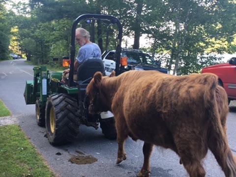 Van Heeswijk leads the mother cow back home with a tractor. (Photo courtesy Mary Davies)