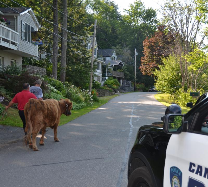 Camden Police Chief Randy Gagne leads the cow along Beaucaire, heading back home. (Photo by Lynda Clancy)