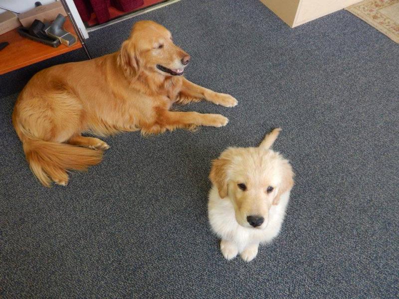 Max at three years with Buddy in the background.