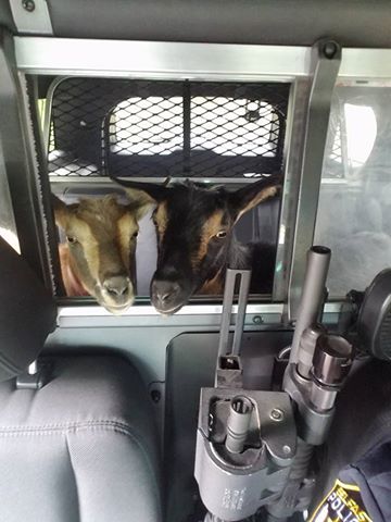 Louis and Mowgli go for a ride. (photo courtesy of Sgt. Fitzpatrick, of the Belfast Police Department)
