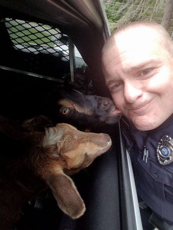 (photo courtesy of Sgt. Fitzpatrick, of the Belfast Police Department)