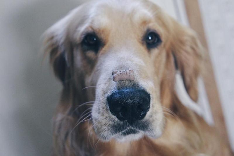 Max knows a few tricks.
