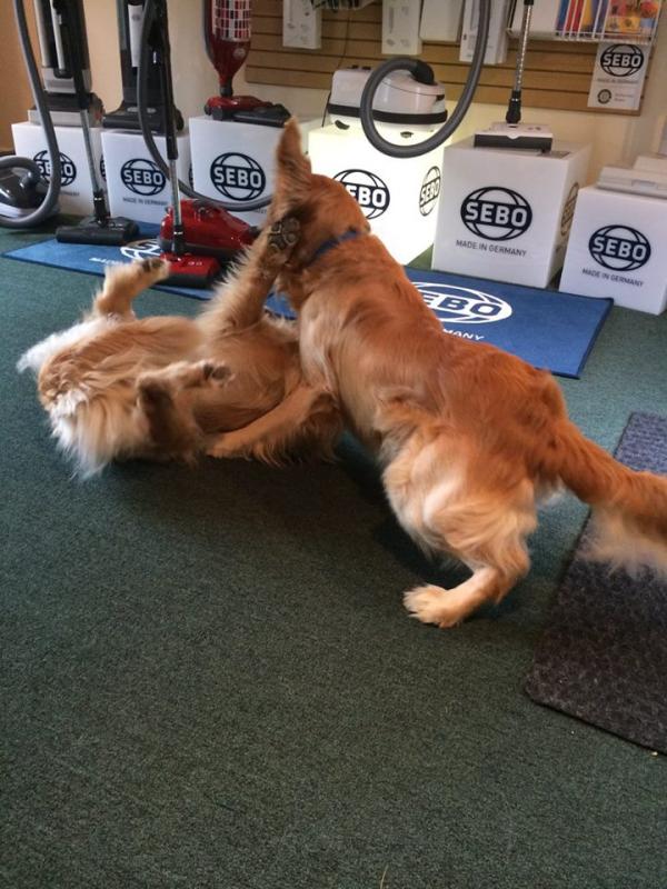 Playtime at the shop with Max and Buddy.