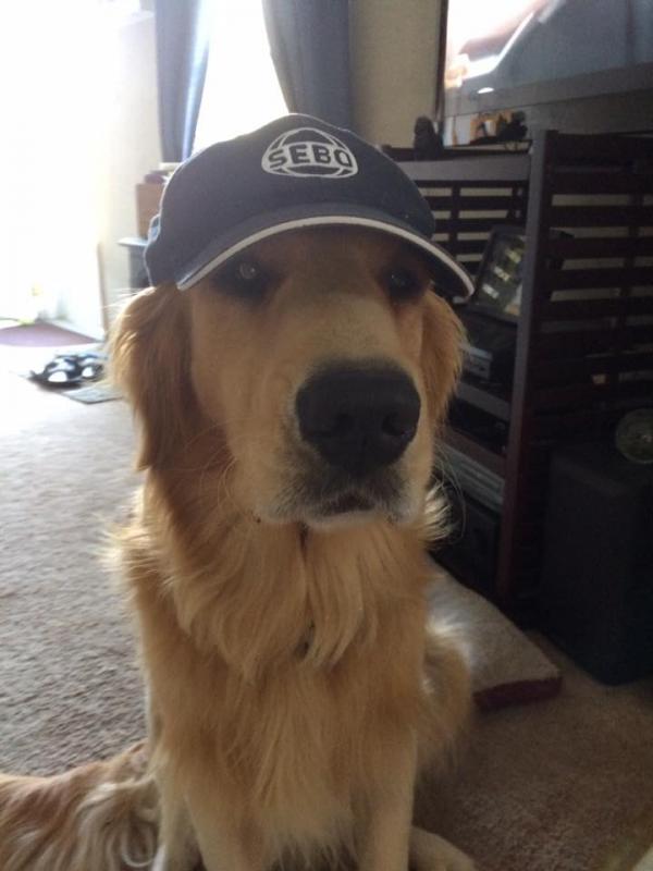 Max, a golden retriever, models a baseball cap from Sebo, one of the brands for sale at Jeff’s Vacuum in Rockport. (All photos courtesy of Jeff Hall)