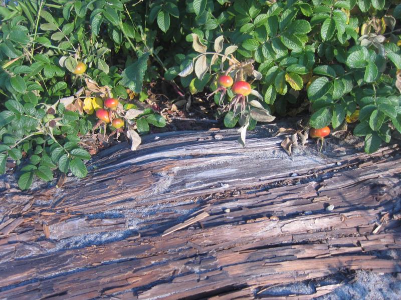 The rose hips at Lincolnville Beach seem to be blushing these days, as they turn from green to the bright orange of late summer.
Photo by Diane O’Brien rosehips