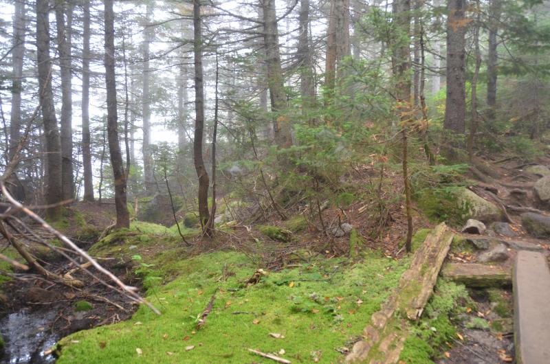 The wild woods are full of moss. (Photo by Lynda Clancy)