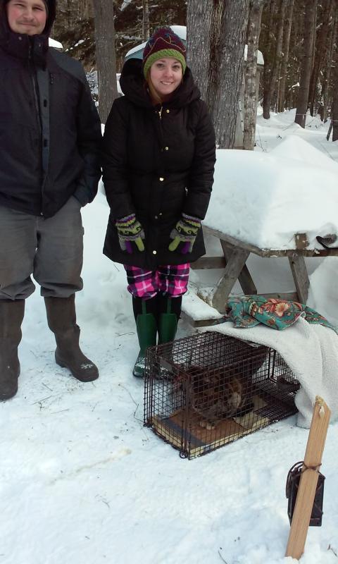 The morning Myla was trapped. Ariel Patten and her husband Jeb. did all feeding, camera monitoring and finally trap monitoring herself. (Photo courtesy Mary Butler)