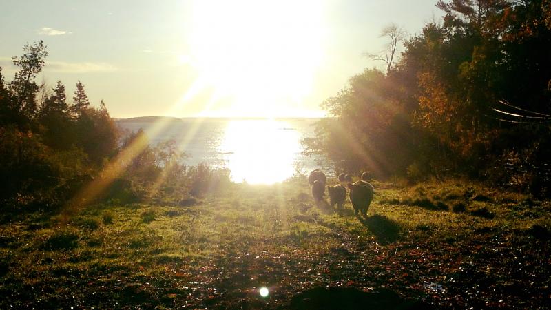 Aldermere Farm. (Photo courtesy of MCHT/Heidi Baker)