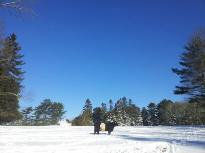A snowy day at Aldermere Farm. (Photo courtesy of MCHT/Heidi Baker)