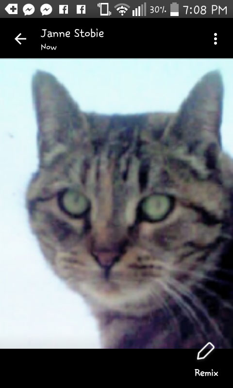 A game camera shot of the cat that turned out to be Myla. (Photo courtesy Mary Butler)