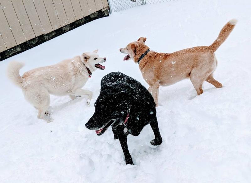 (Photo courtesy of Heidi V. Neal)