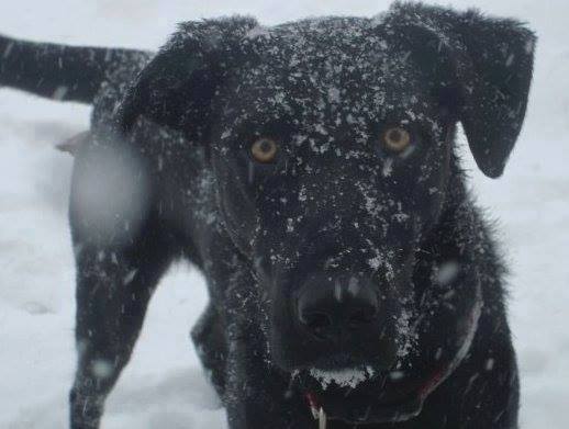 (Photo courtesy of Heidi V. Neal)