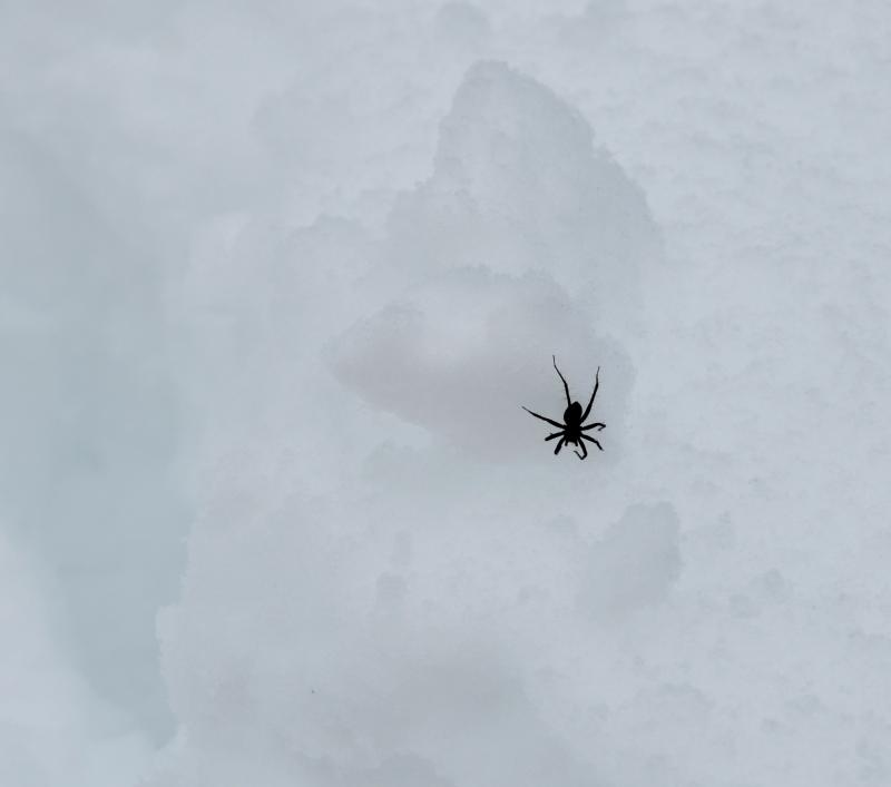 A spider, harbinger of spring, moves across the snow.