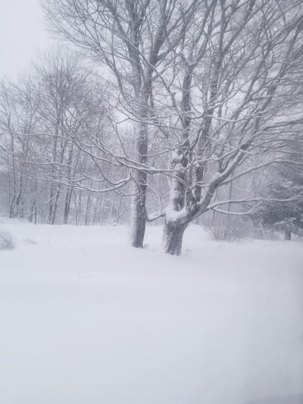 Tree trunks and more are buried in the snow in Morrill. (Photo courtesy of Laura Stupca)