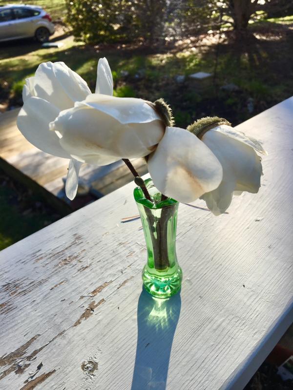My magnolia tree is in full bloom. Happy spring. SUZI THAYER/Boothbay Register