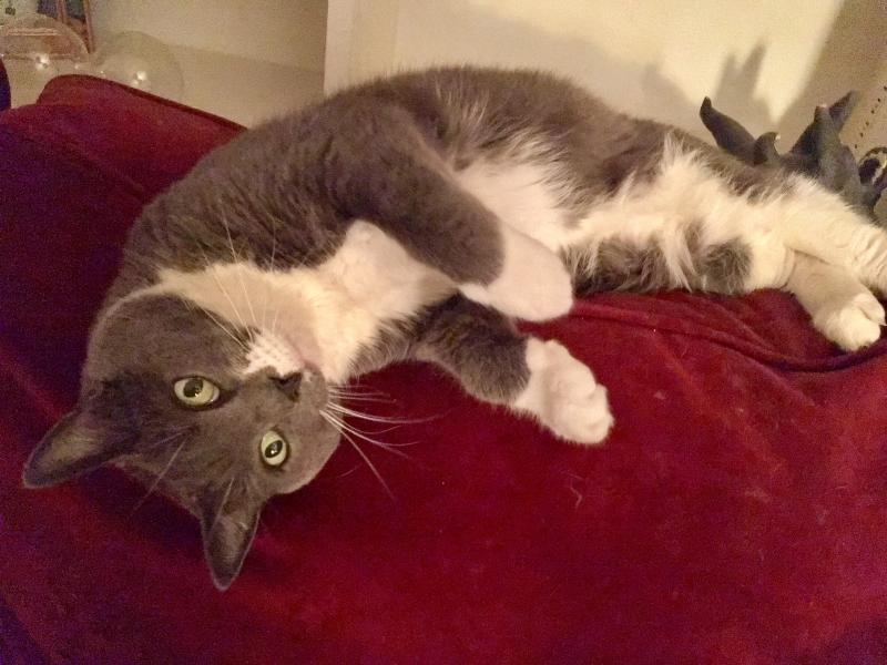 Ruby-2-shoes. Just because she’s adorable. SUZI THAYER/Boothbay Register