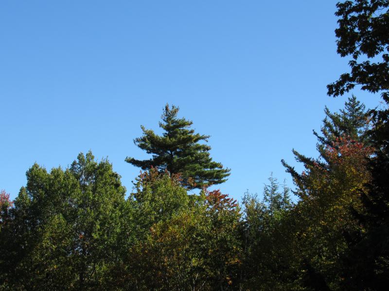 Maine Can Koozie - State With Trees