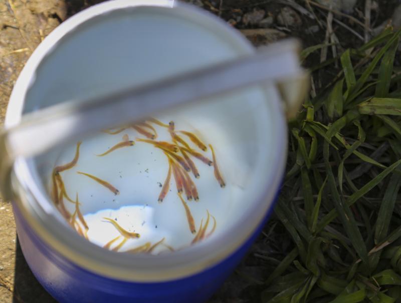 Salmon fry await release into the Wescot Stream in Waldo. (Photo courtesy of Alice Seeger)